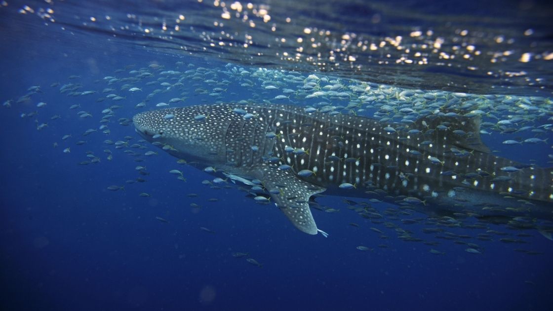 Adopt a Shark: Marine Life Mission